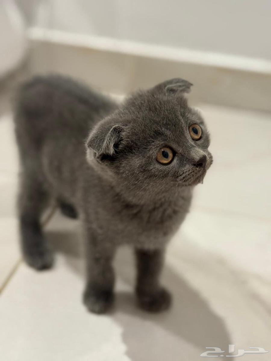 للبيع 3 كيتن سكوتش64544001864835113