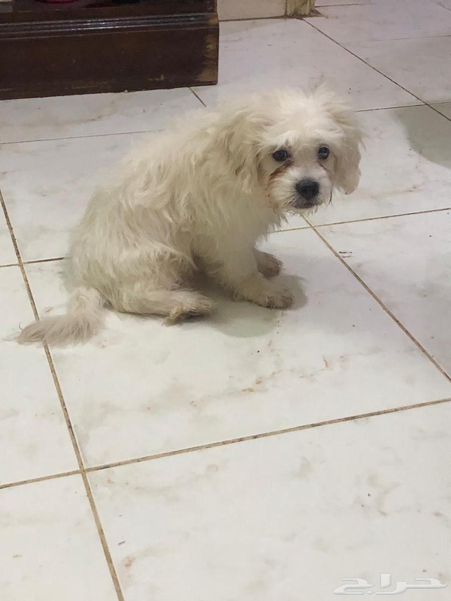 Matlese Puppy64547110327682110