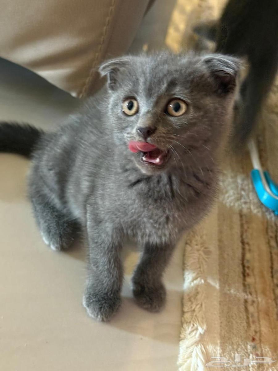 للبيع 3 كيتن سكوتش64544001864835112