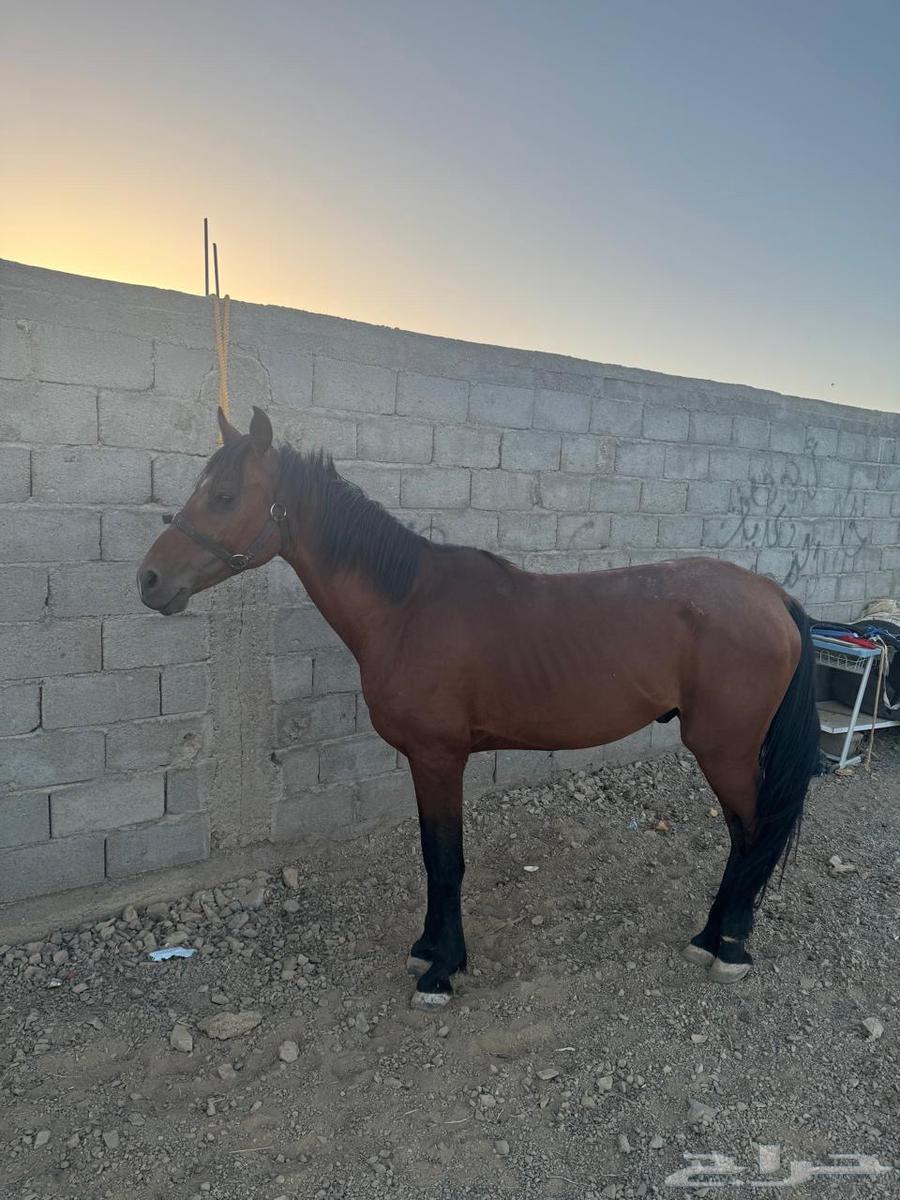 حصان شعبي للبيع64549740466819110