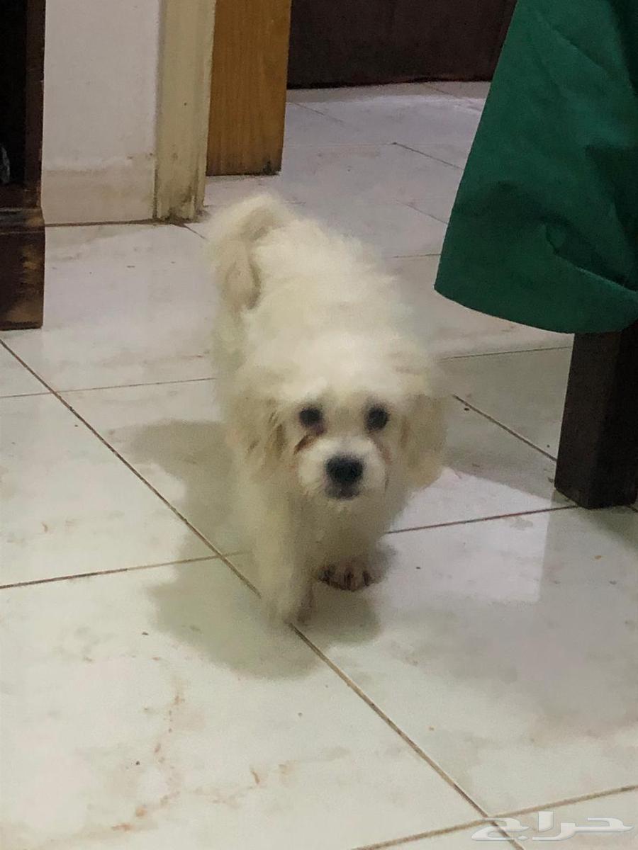 Matlese Puppy64547110327682112