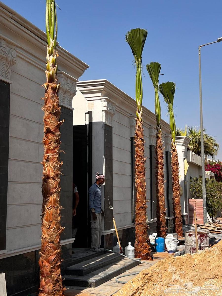 نخل واشنطن ملكي64548140353155110