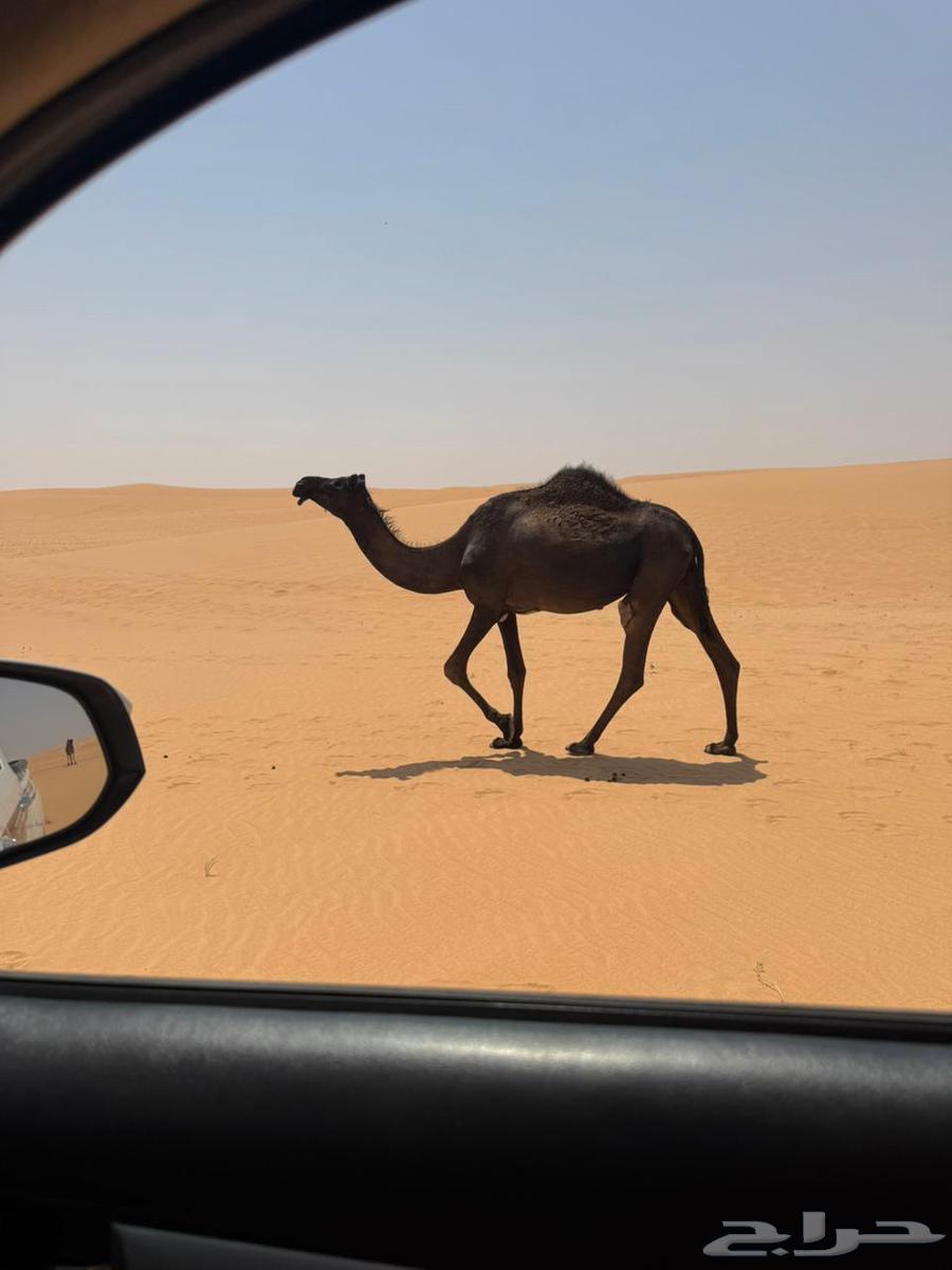 للبيع بكر مجهم لقحه64546512109570111