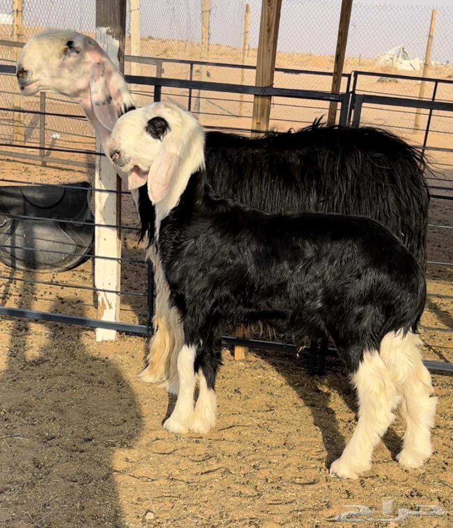 نجديه خصم تحتها طلي64550232112001110