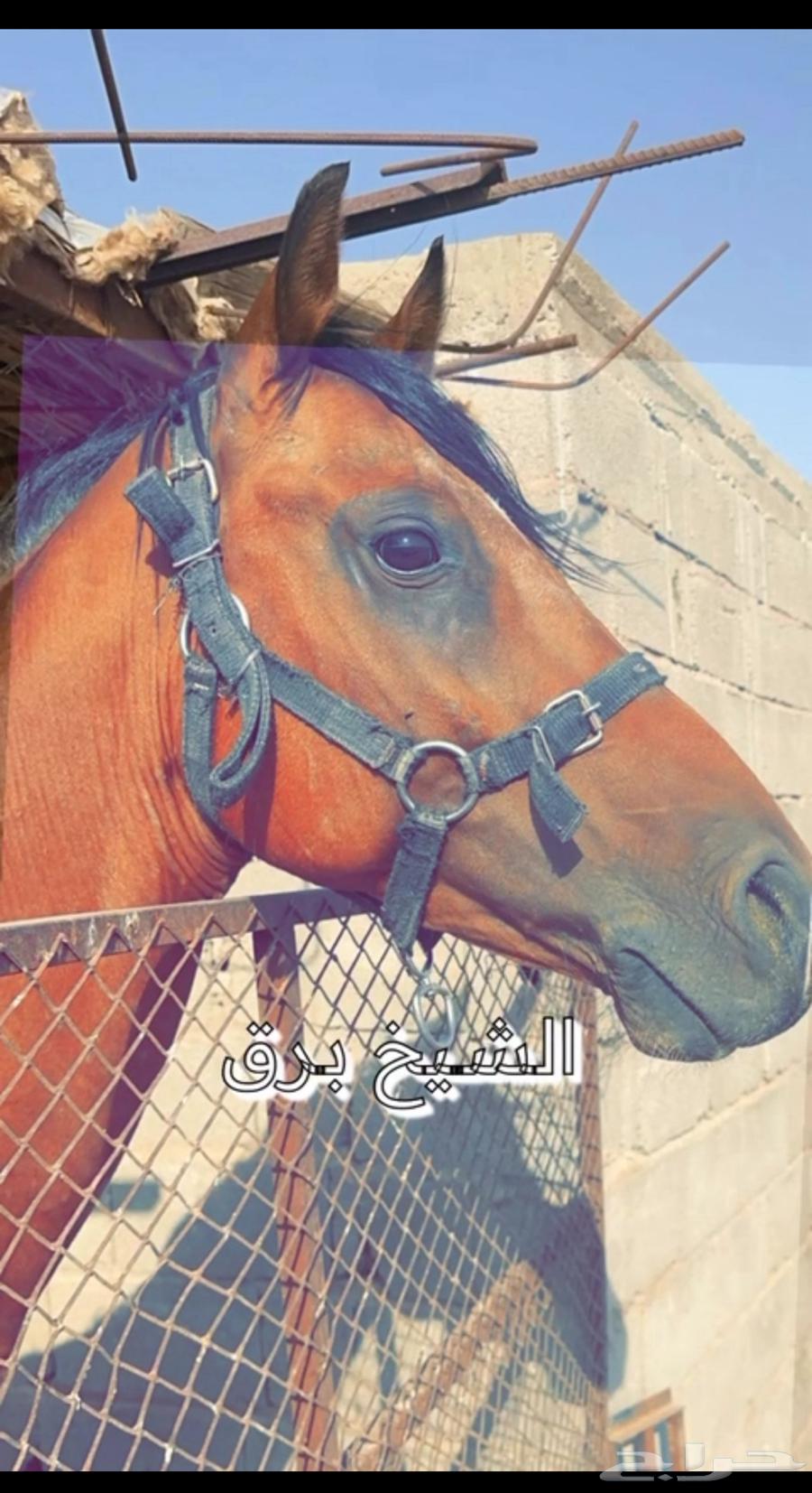 حصان شعبي للبيع64549740466819111