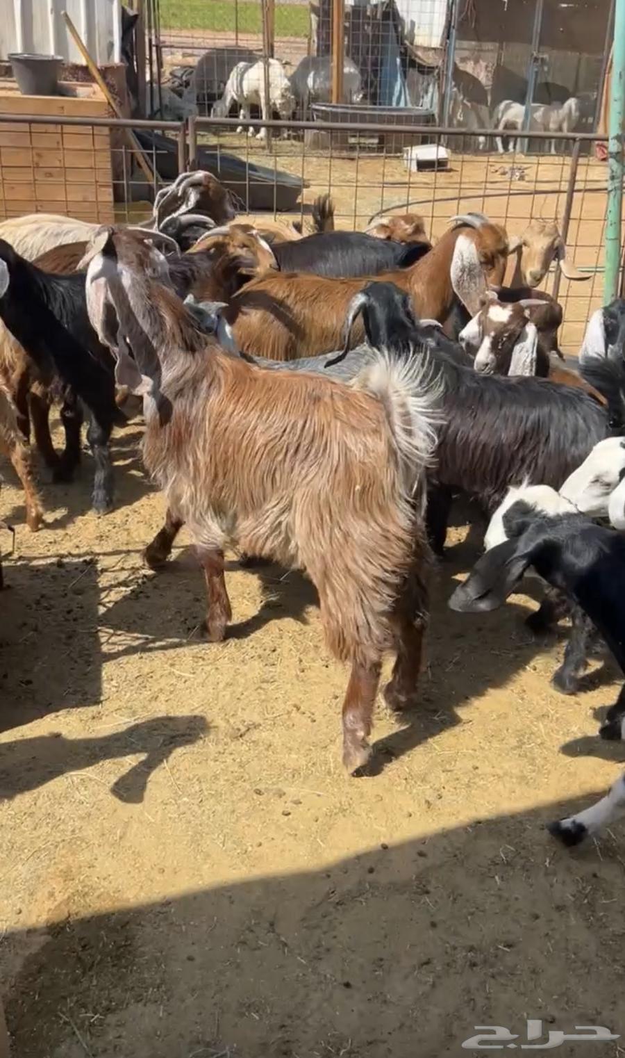 Goat slaughter ((sold))64551348458115111