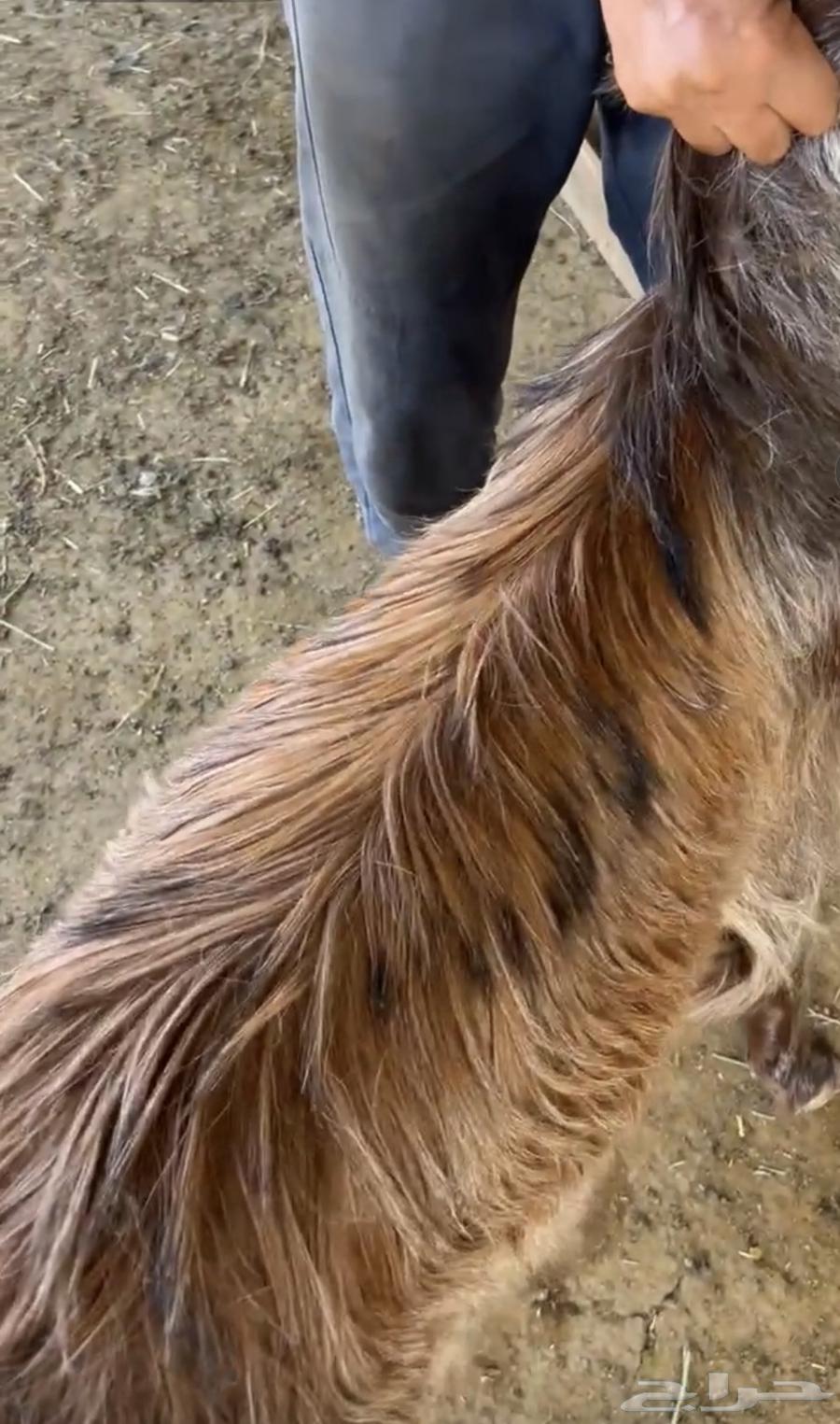 Goat slaughter ((sold))64551348458115110