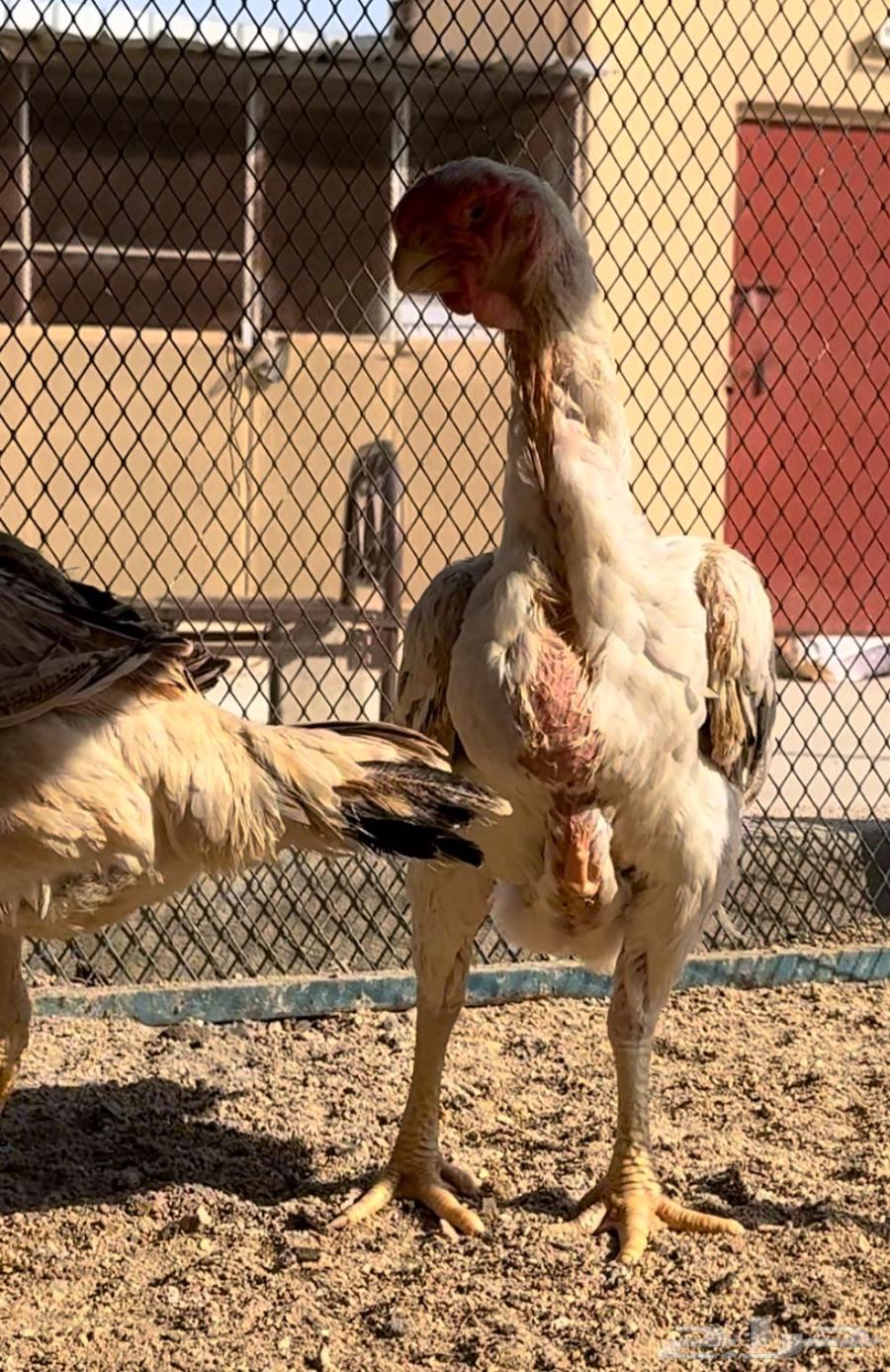 Two Persian chickens64552732461571112