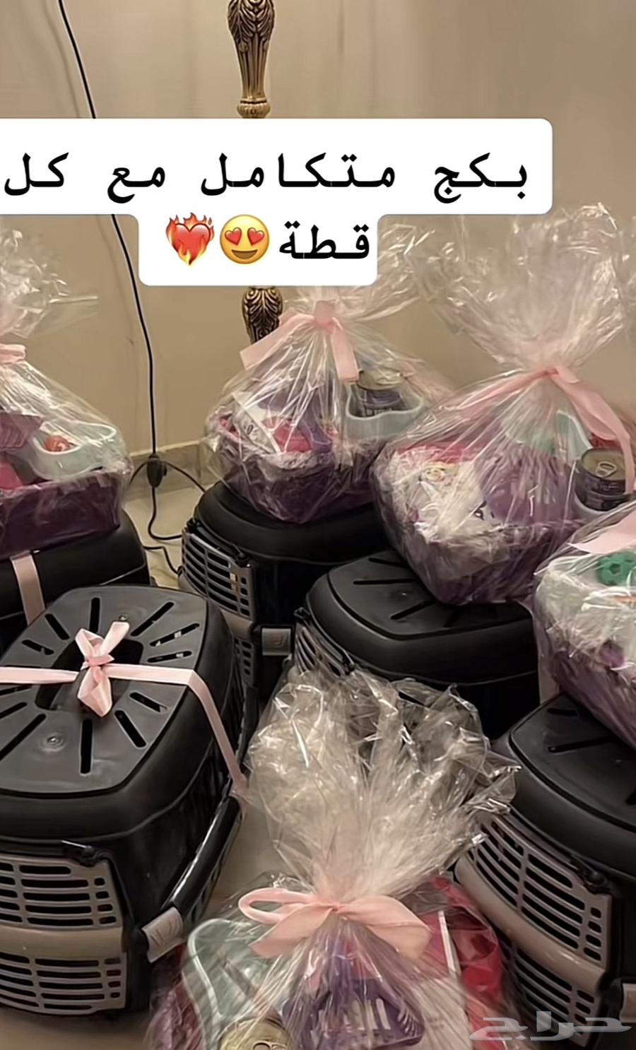 قط هاملايا مع جميع ملحقاته للتبني64560572454787113