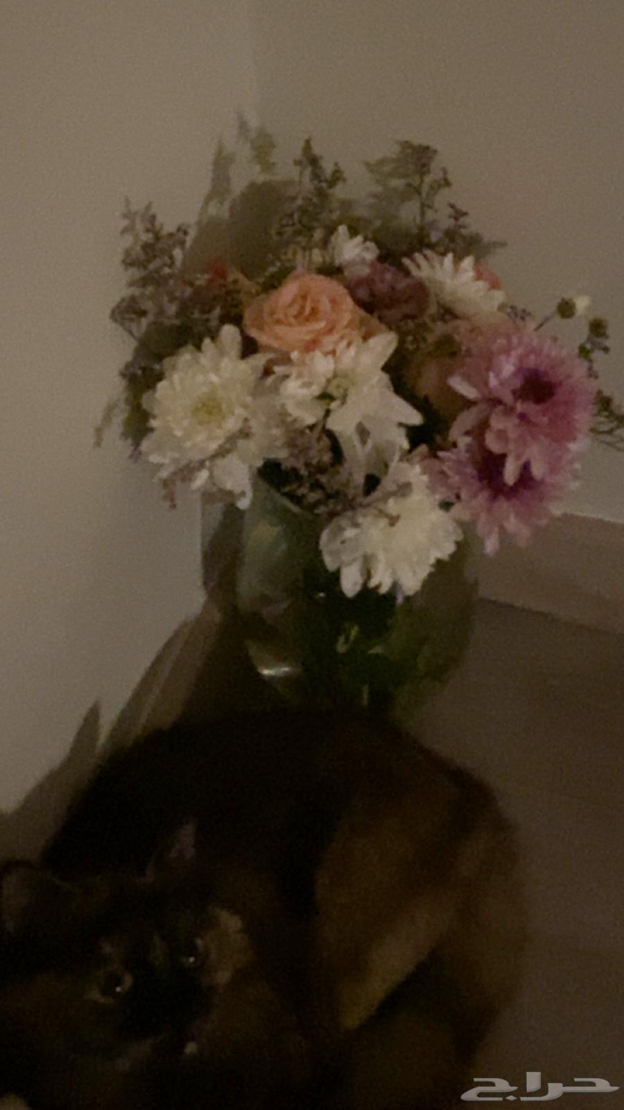 قط شيرازي للبيع64559687755139114