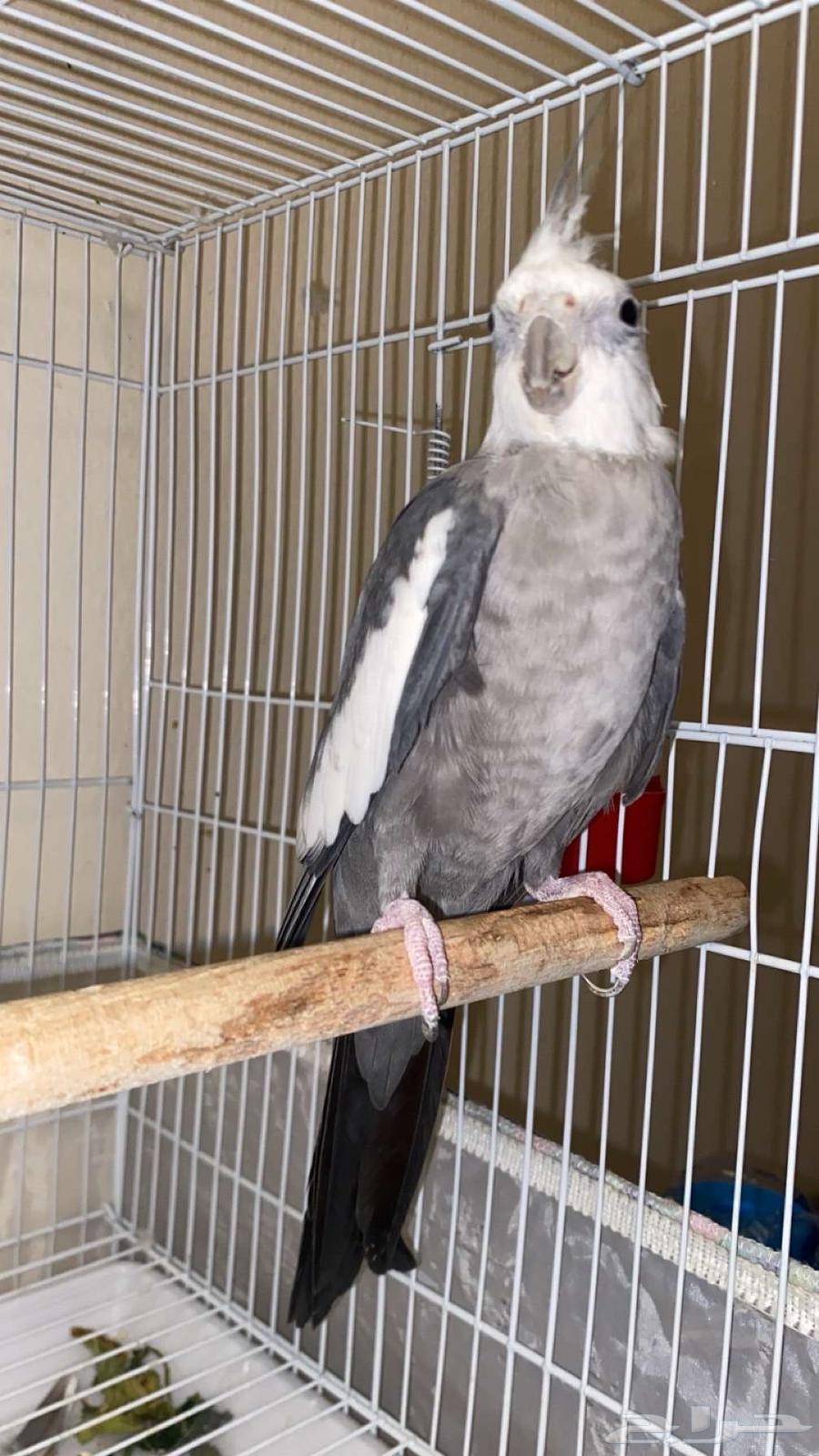 Dhikr Karawan64556154939523112