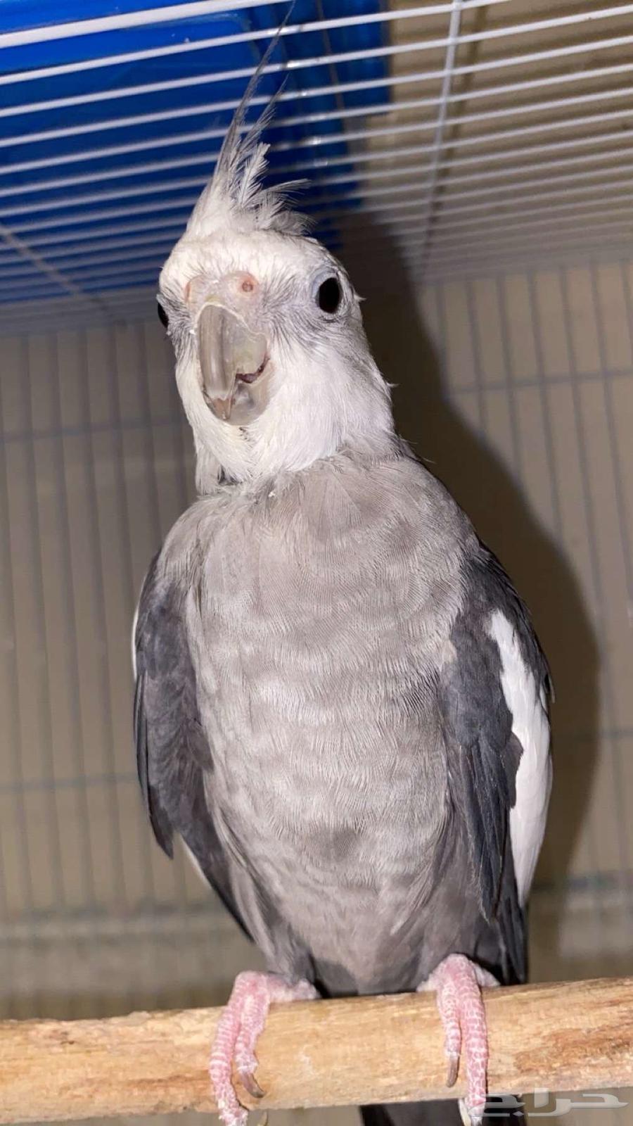 Dhikr Karawan64556154939523110