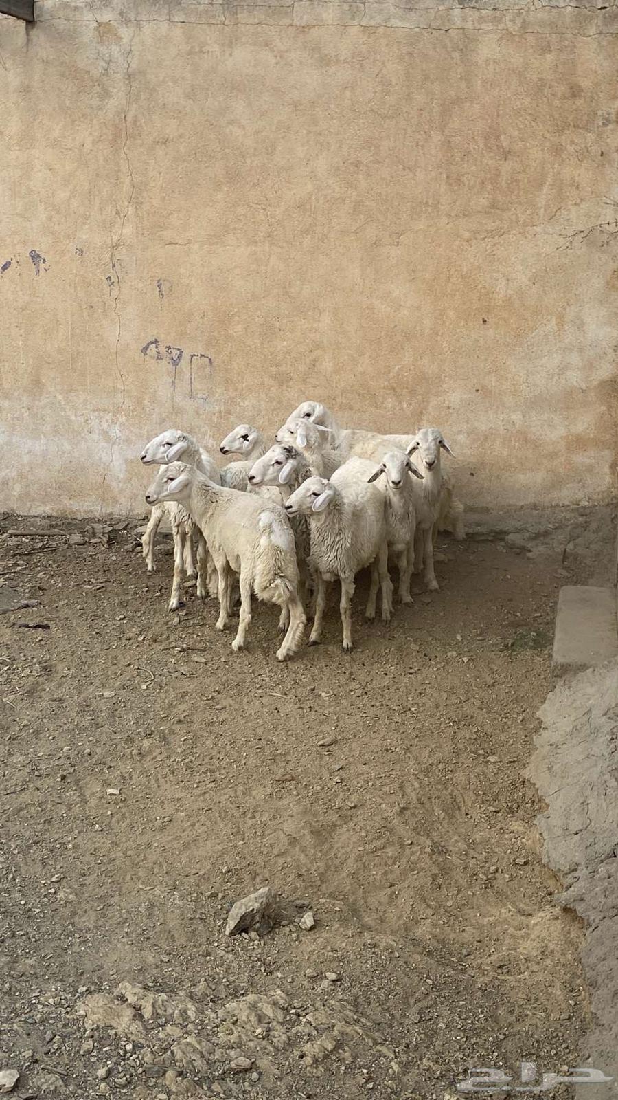 طليان سمان للبيع64559506212993111