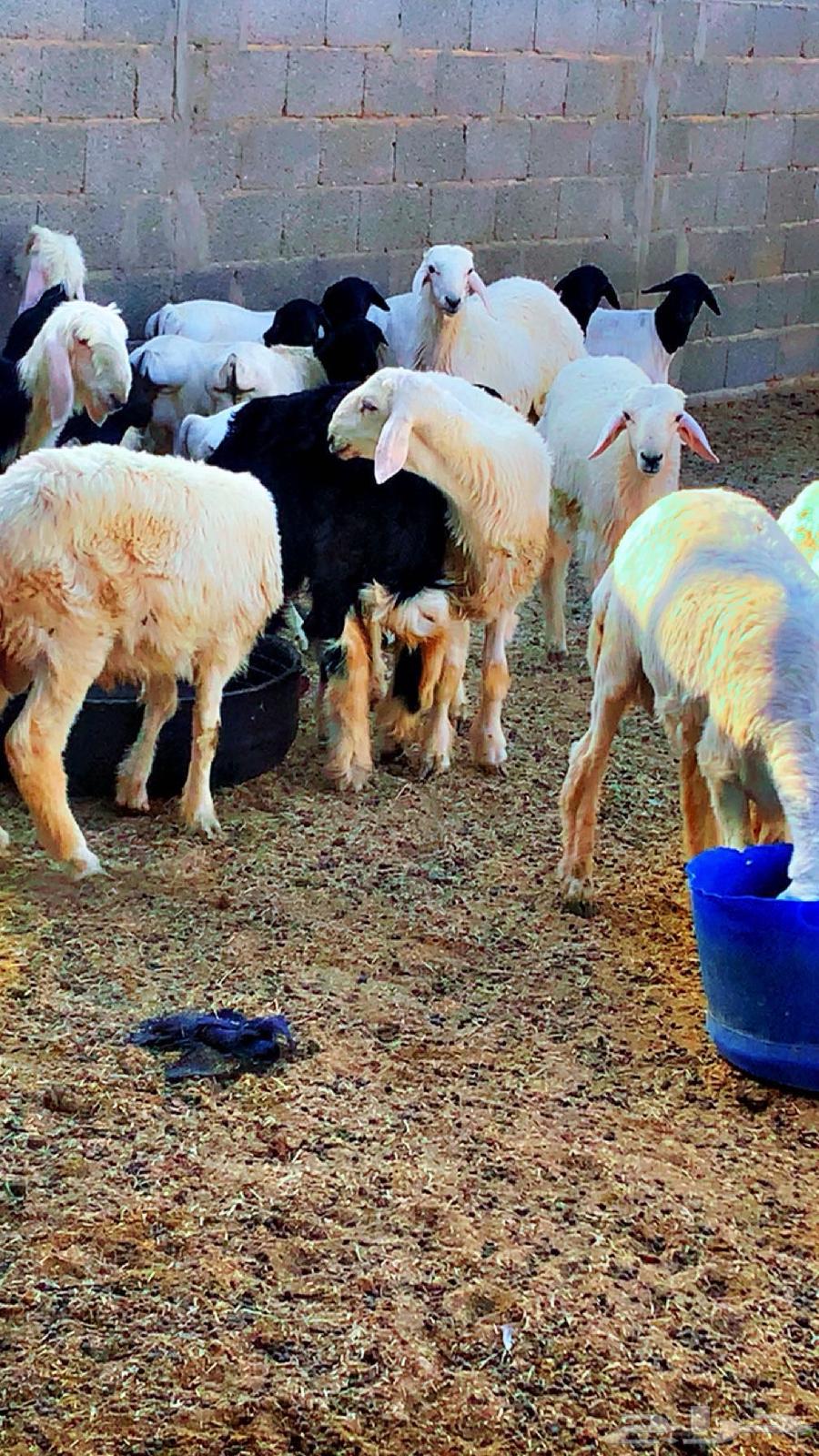 للبيع خرفان نجدي حري بربري المجمعه64561531629954111