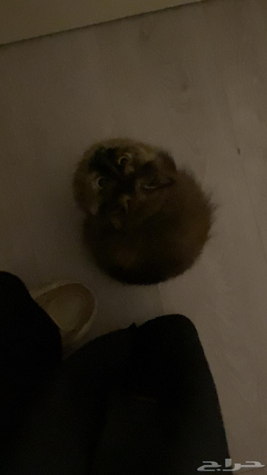 قط شيرازي للبيع64559687755139112