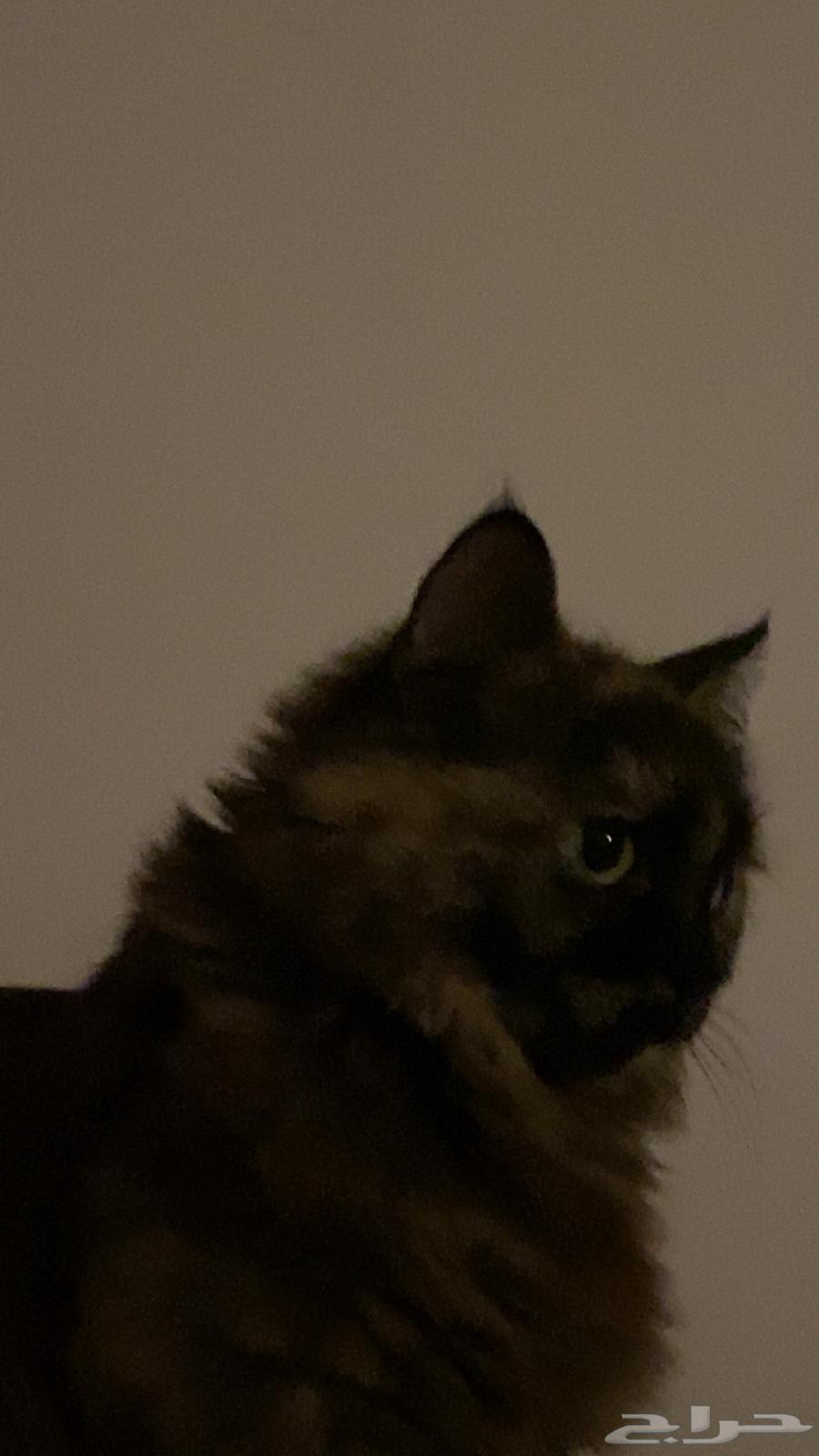 قط شيرازي للبيع64559687755139113
