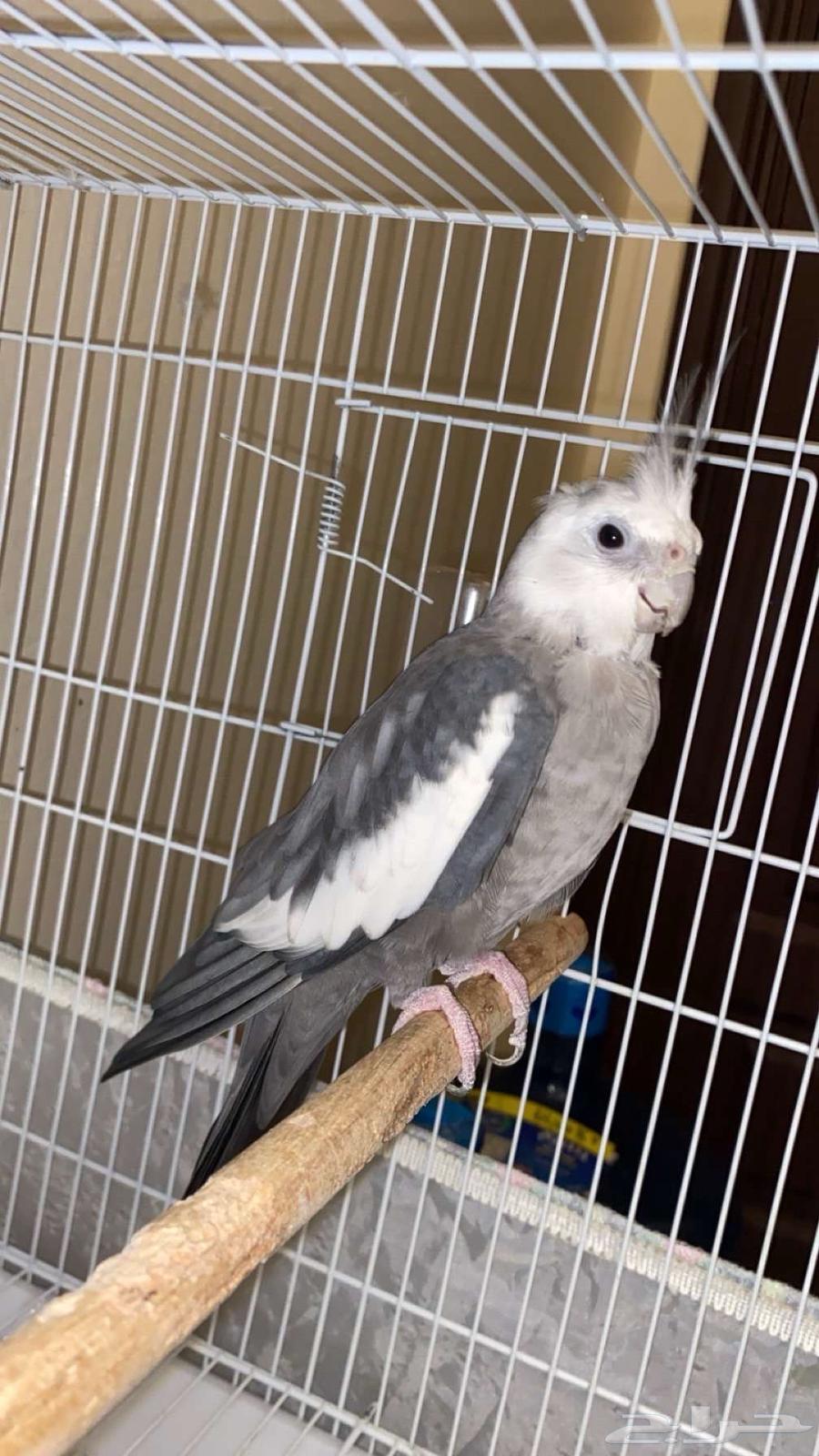 Dhikr Karawan64556154939523111