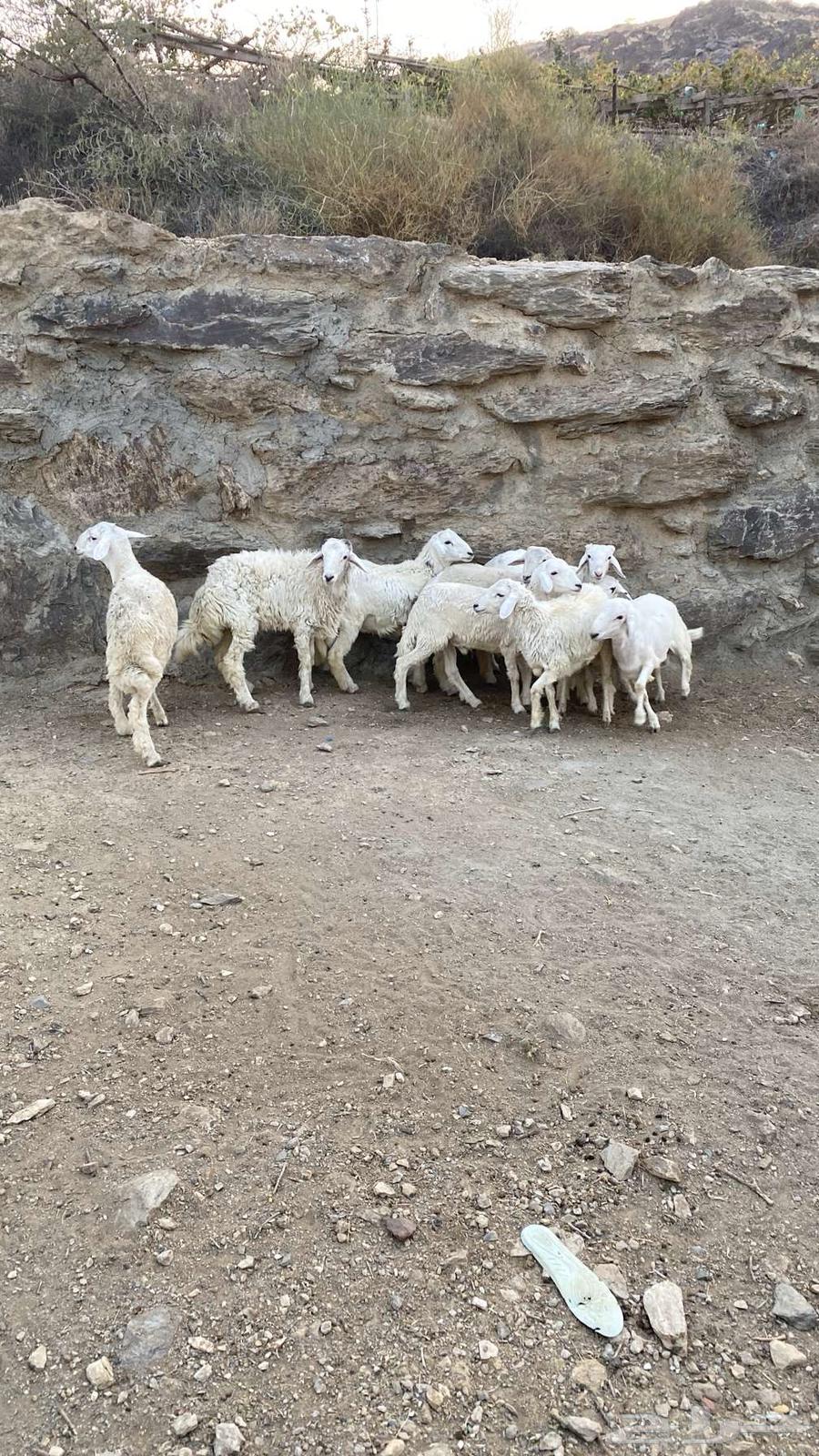 طليان سمان للبيع64559506212993114