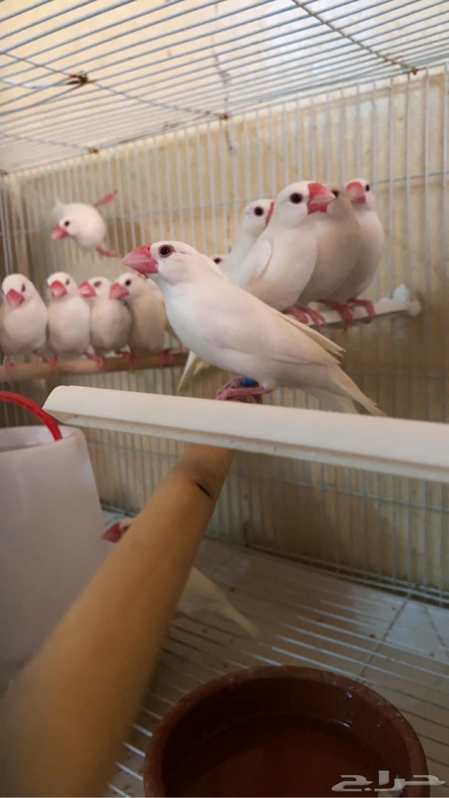 5 اجواز جاوا (تم البيع)64562361815939110