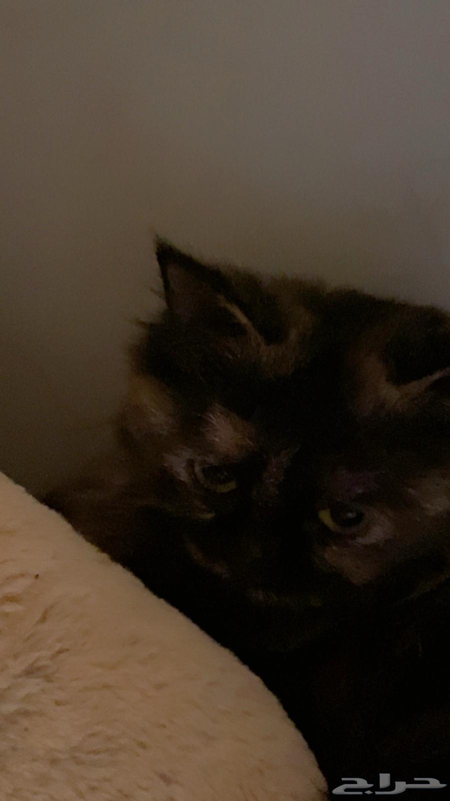 قط شيرازي للبيع64559687755139110