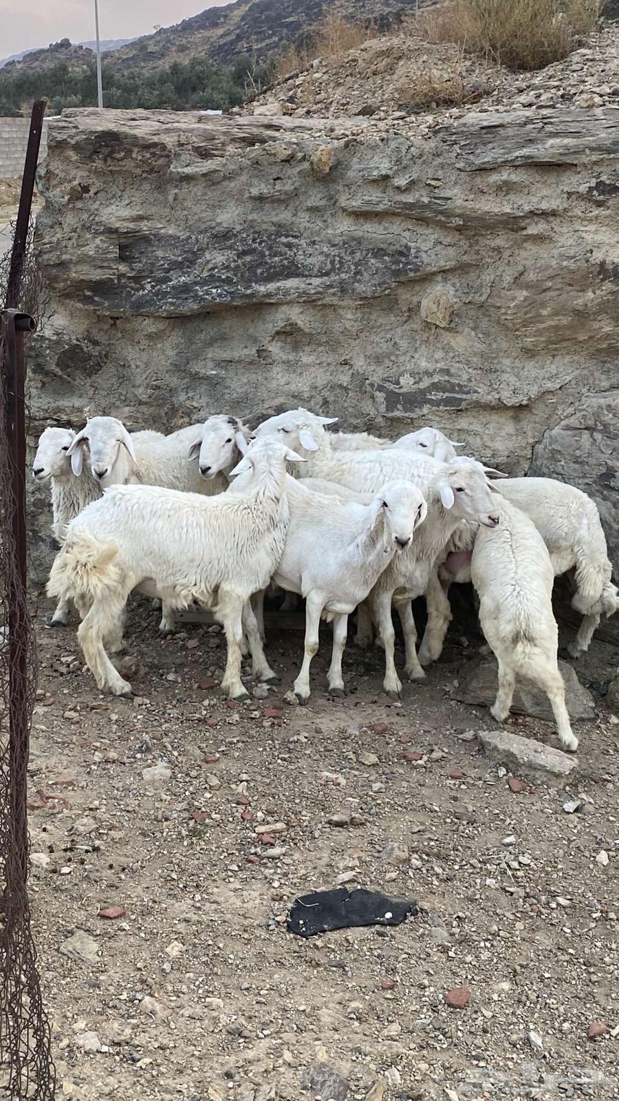 طليان سمان للبيع64559506212993112