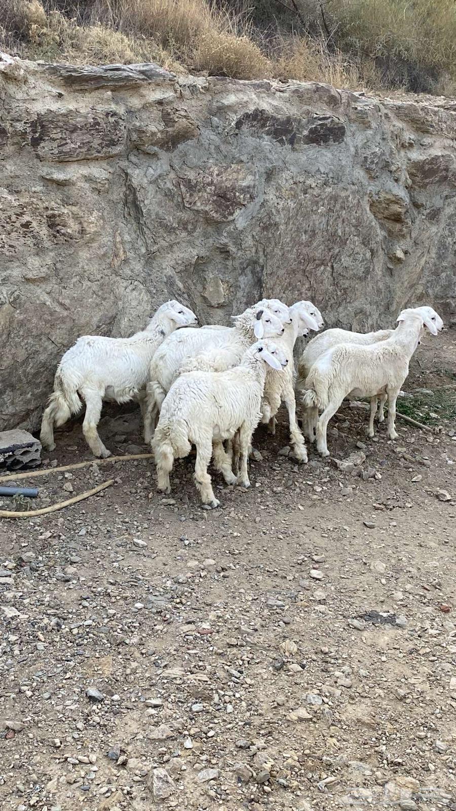 طليان سمان للبيع64559506212993113