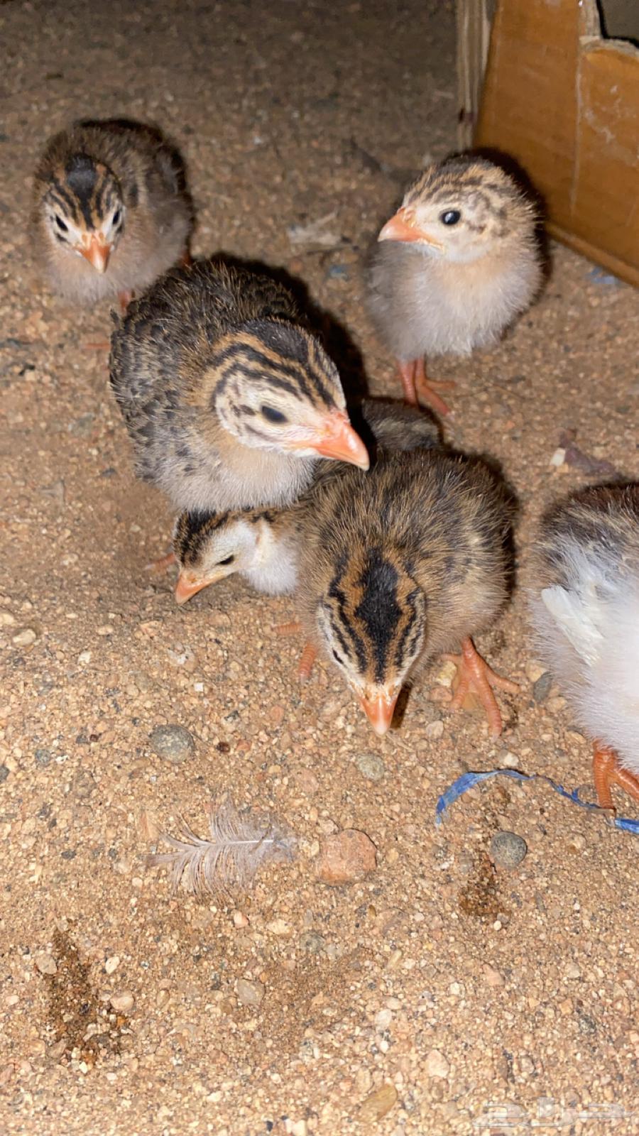 فروخ دجاج حبشي او الدجاج الفروعوني64539457522434110