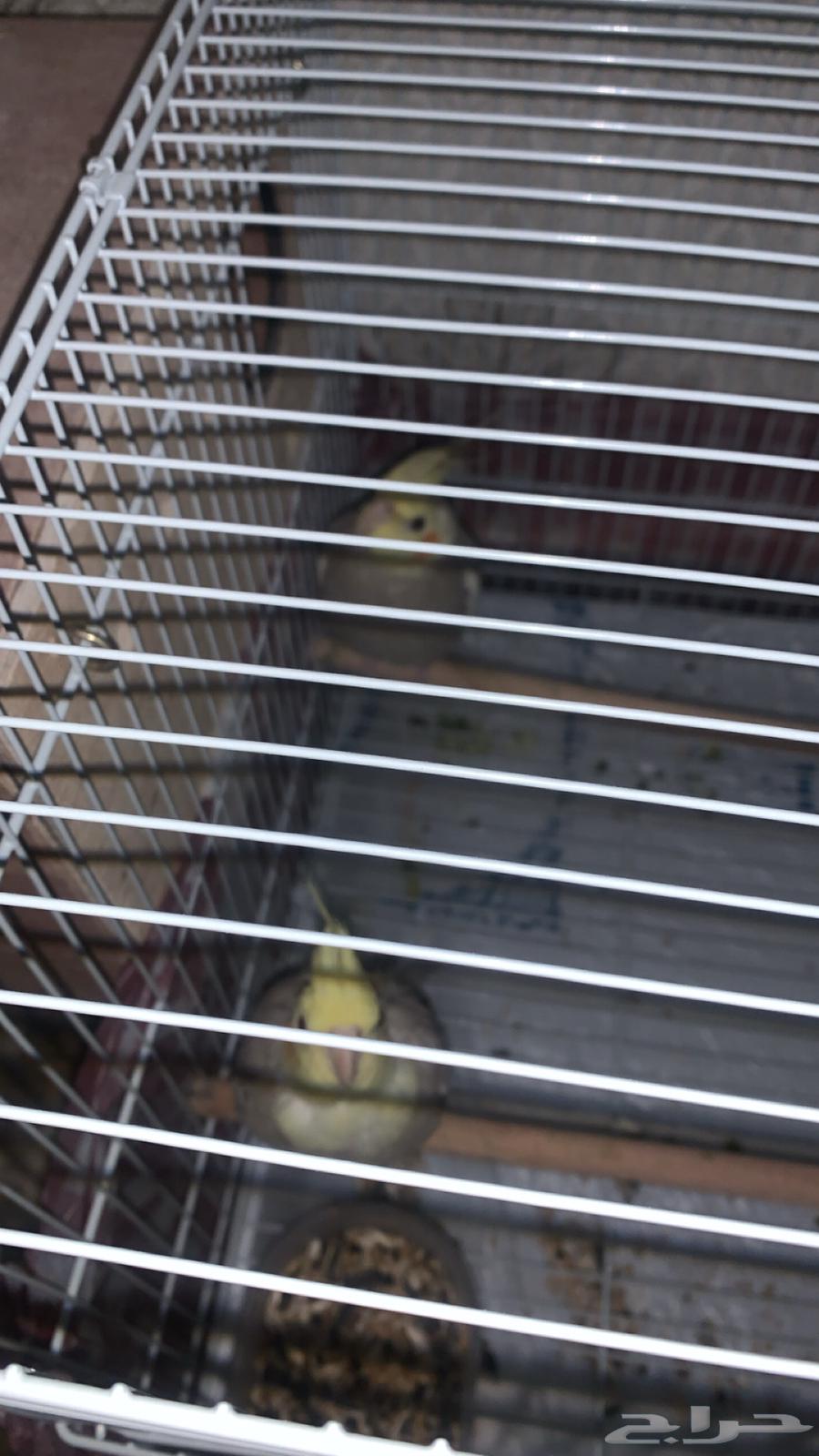 For sale, a pair of crows64555885362691111