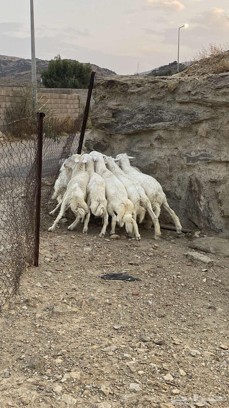 طليان سمان للبيع64559506212993110