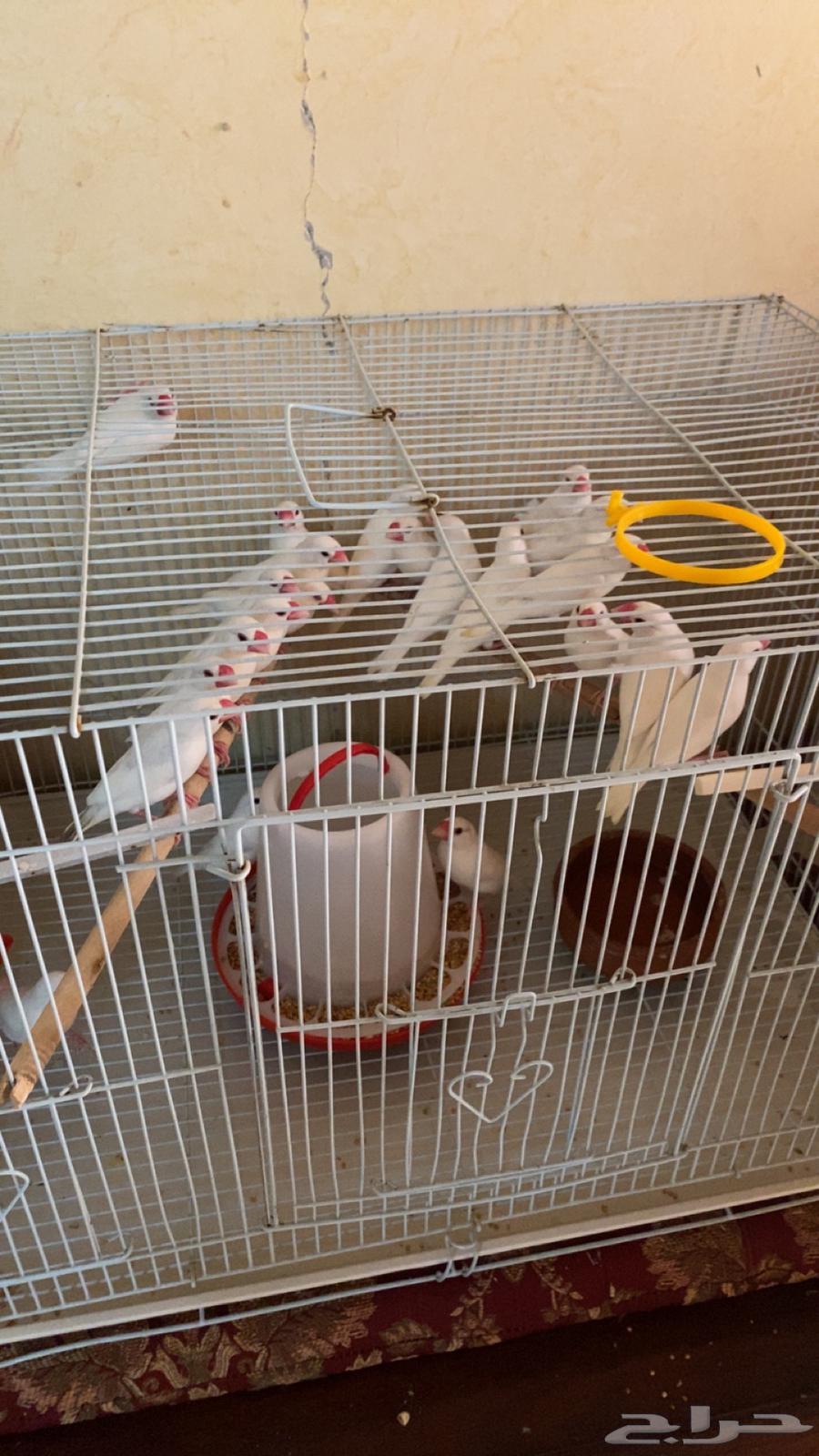 5 اجواز جاوا (تم البيع)64562361815939111