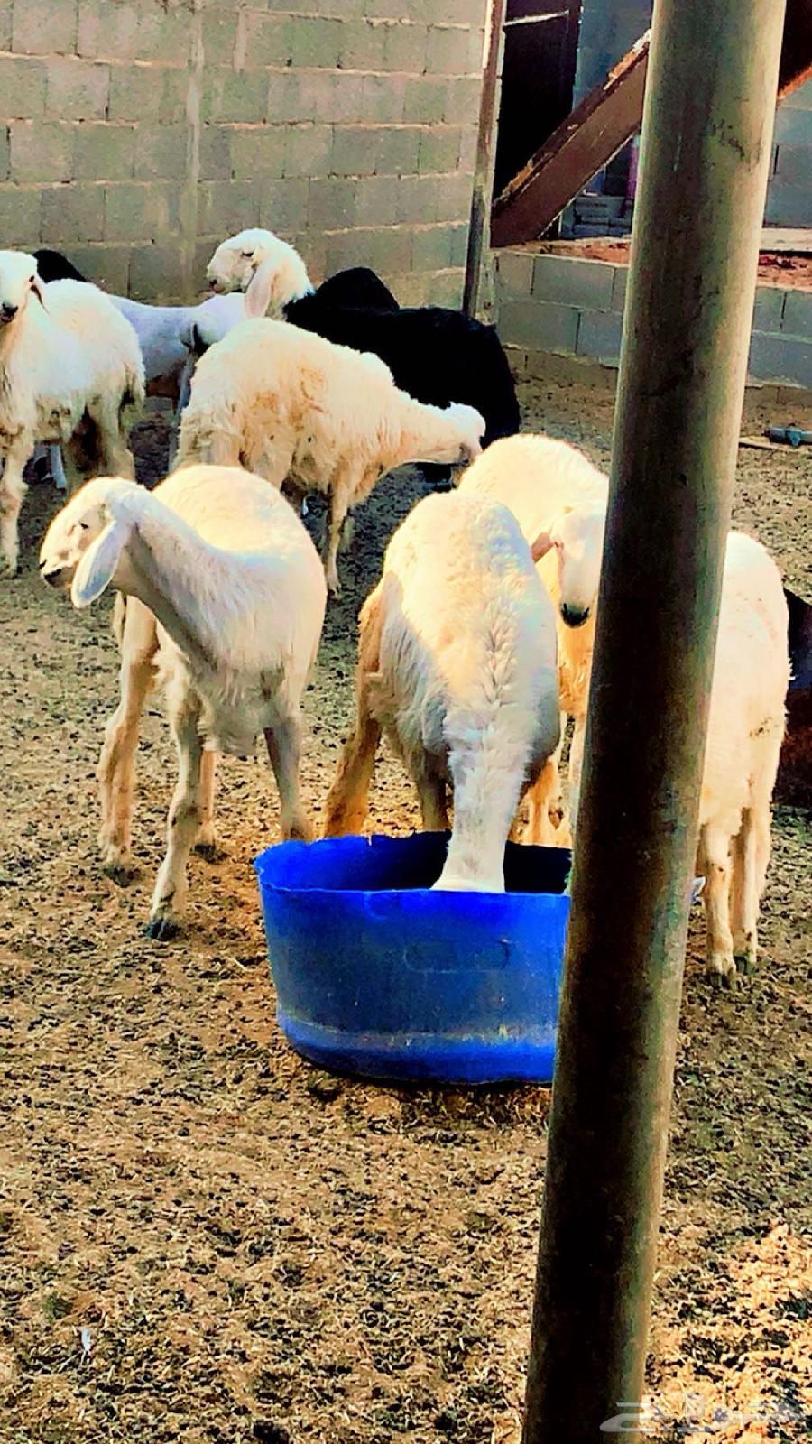 للبيع خرفان نجدي حري بربري المجمعه64561531629954110