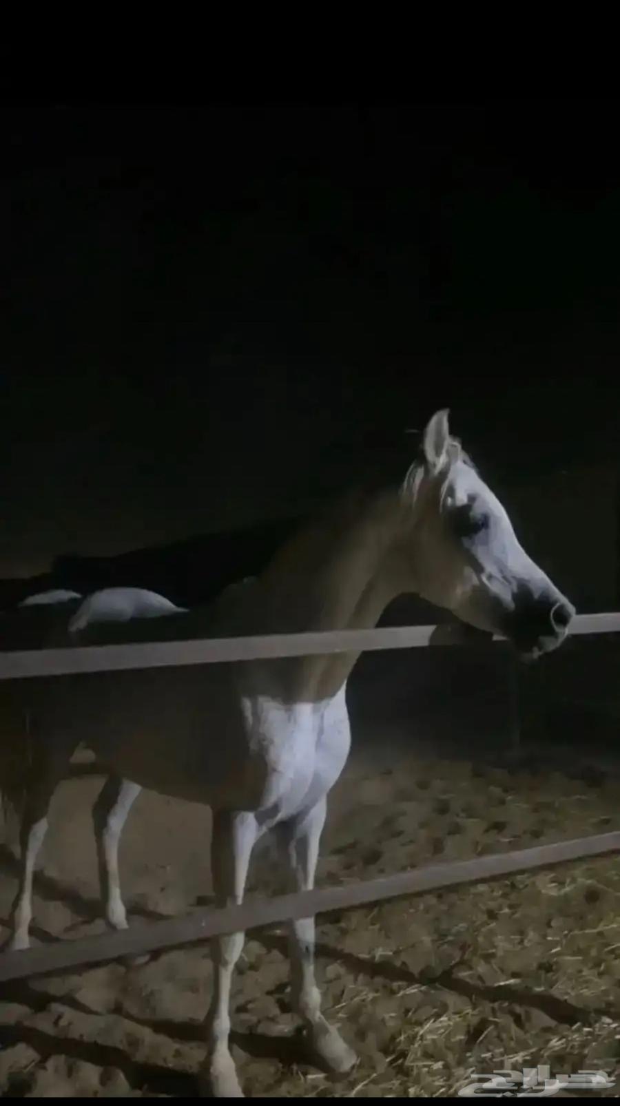 حصان للبيع واهو جاهز لالنقل السوم4000والبع قريب64560965800450111