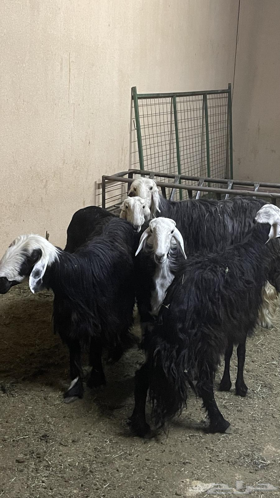 شياه نجد ( تم البيع )64562305288578111