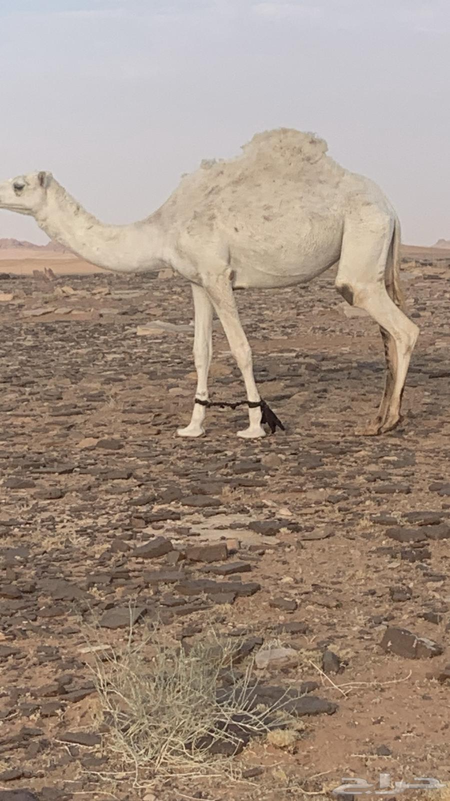 للبيع ناقه وبكار64556285516417114