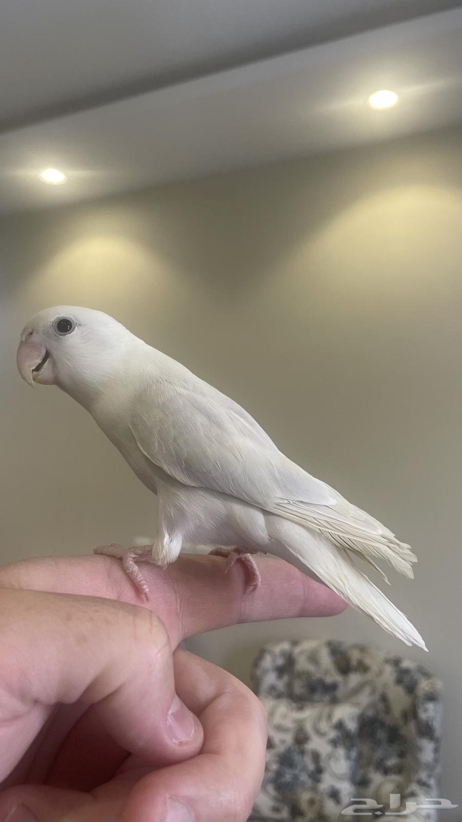 طير روز أليف64561967626371110