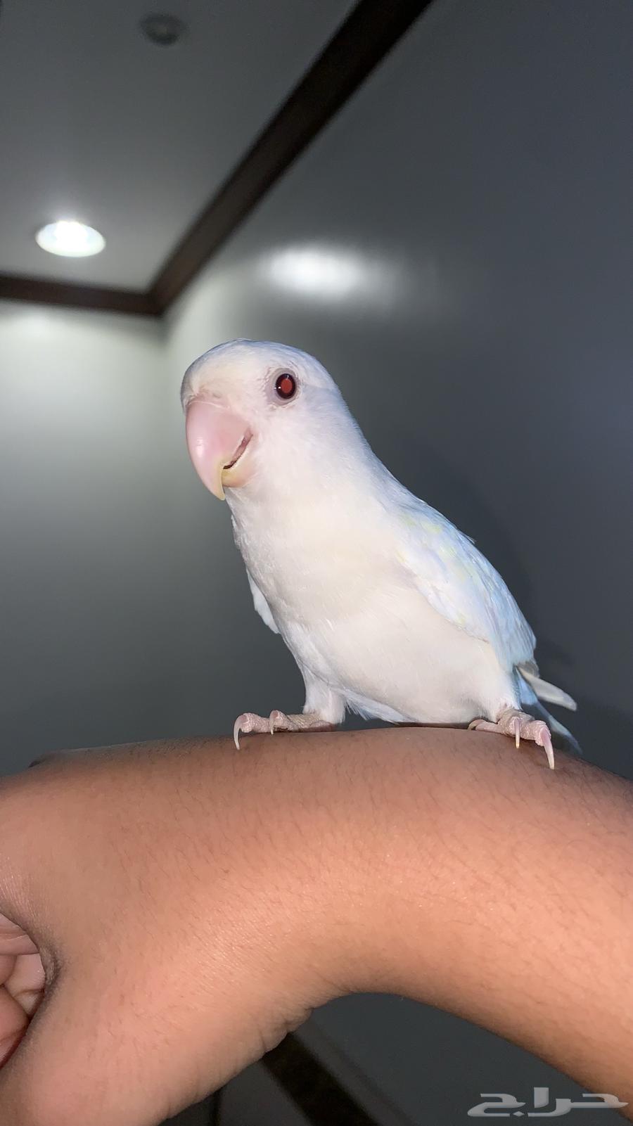 روز اليف وهدد للبيع64507710665987114