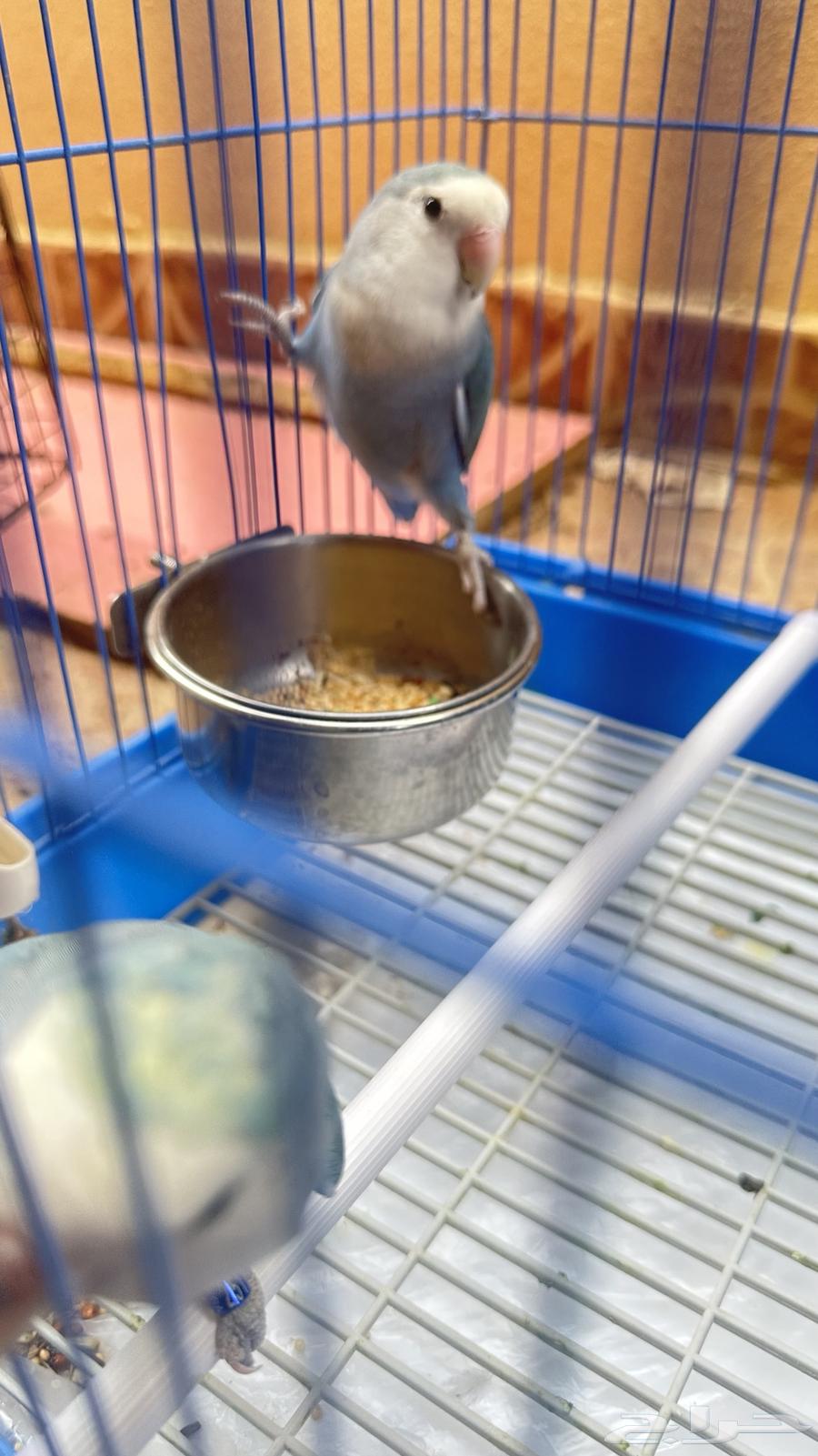 روز للبيع لون ازرق64558363750531113