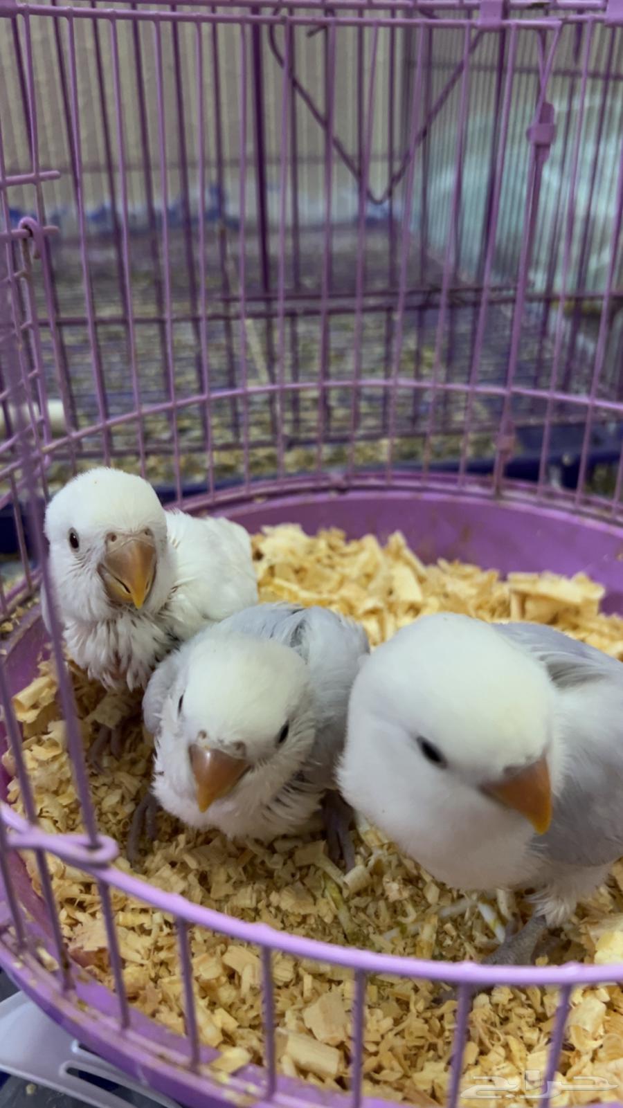 فروخ روز (تم البيع)64557326048898111