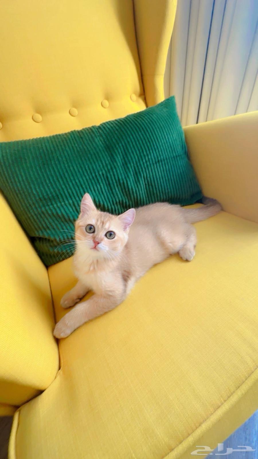 Scottish Fold and Street Kittens for Adoption at Symbolic Price64558987976707110