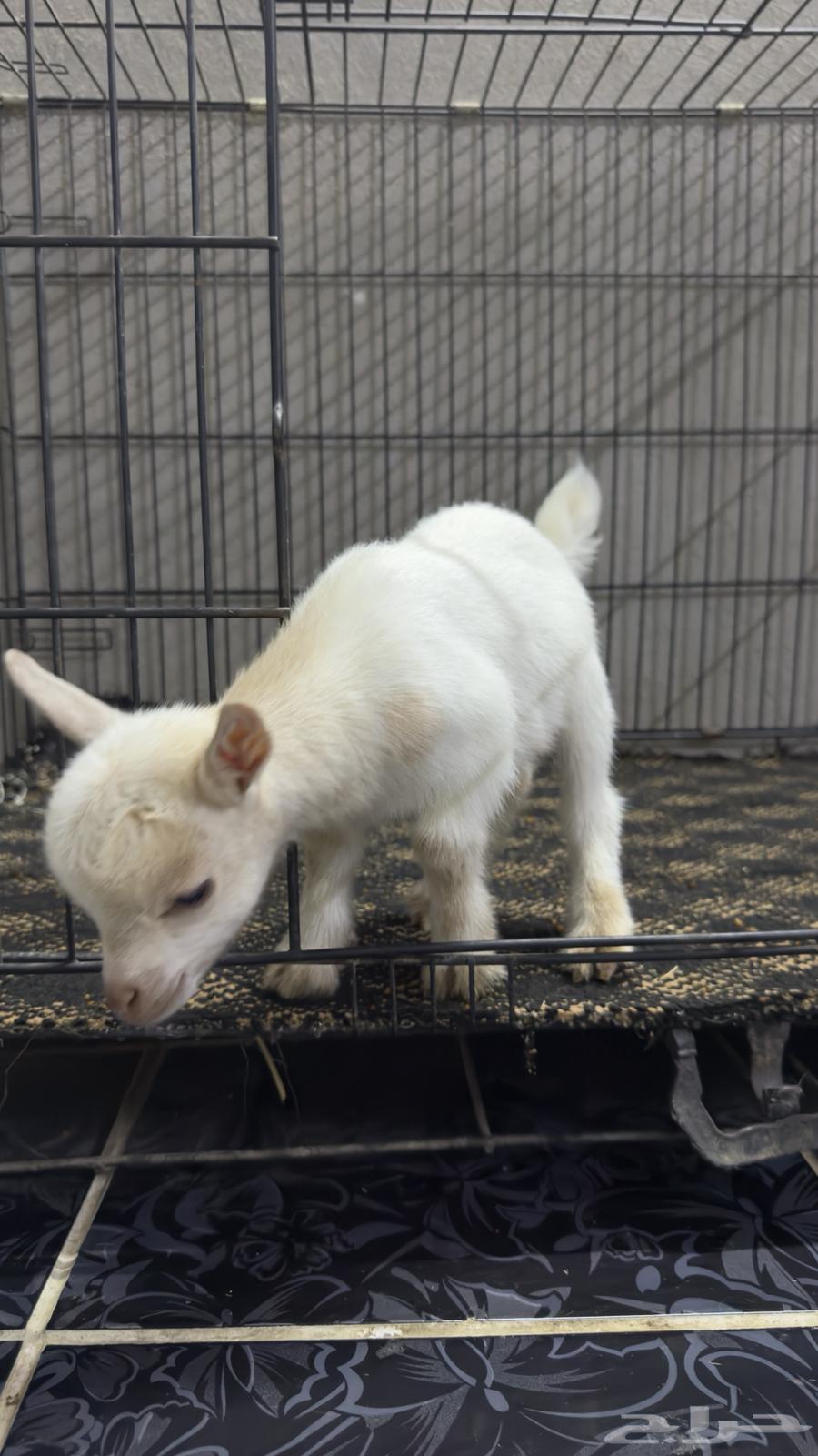 Dwarf64553638046593113