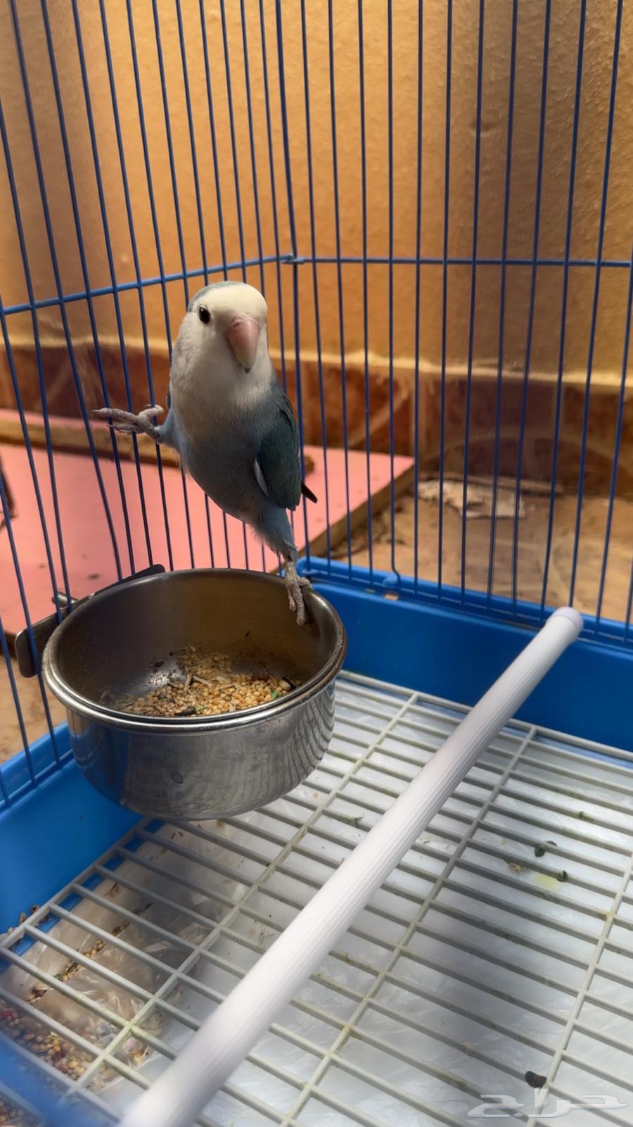 روز للبيع لون ازرق64558363750531112