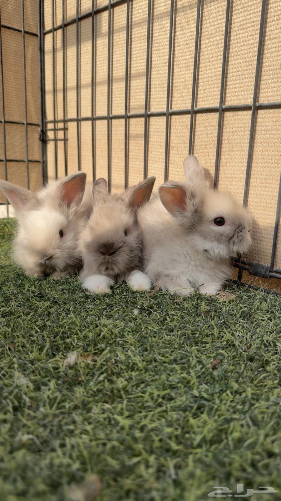 ارانب الانقورا64558086657026110