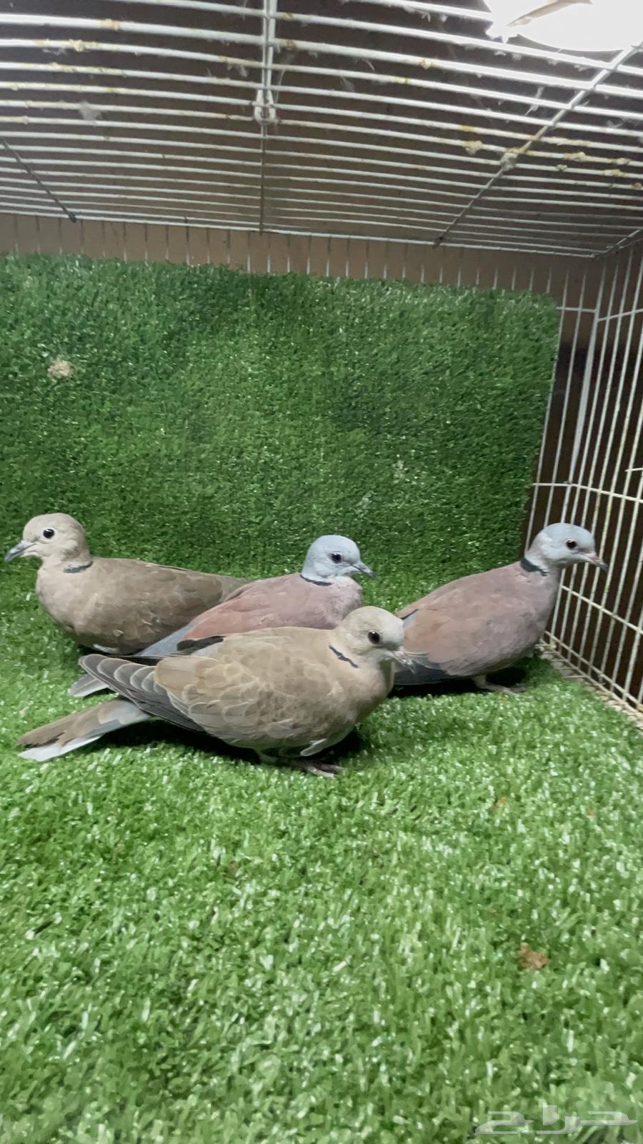 يمام رد دوف64553454054018110