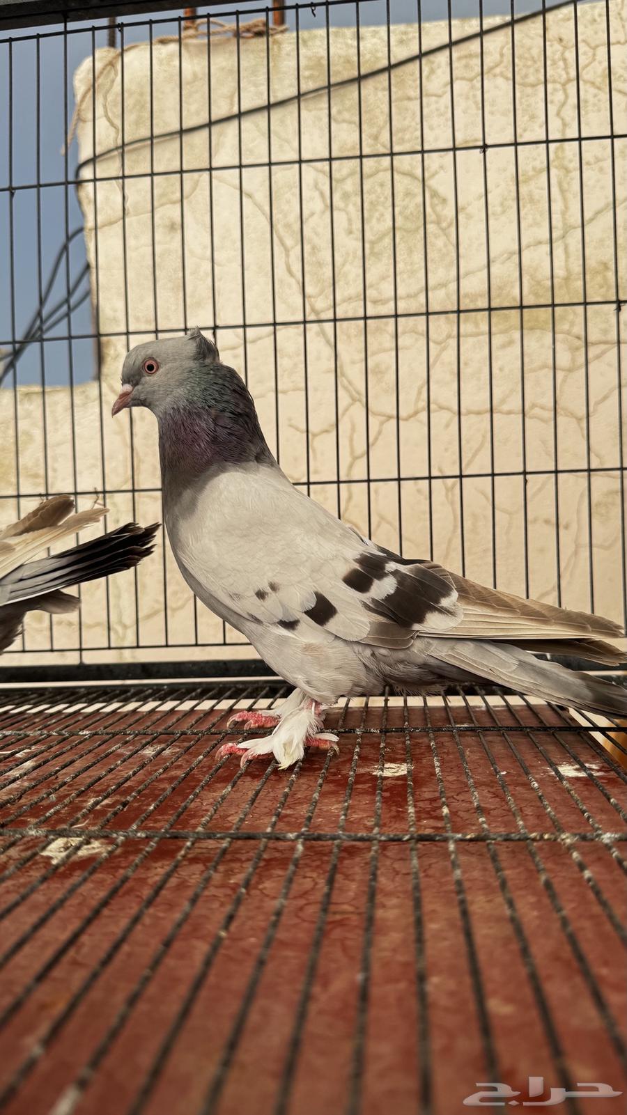 للبيع حمام تركي( تم البيع )64559393489795110