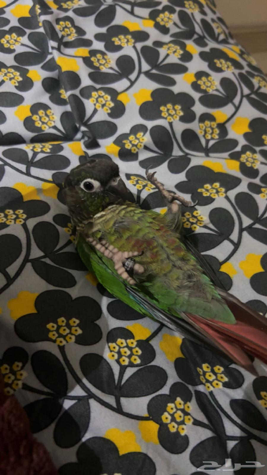 Talking Green Cheek Conure64515332737539113