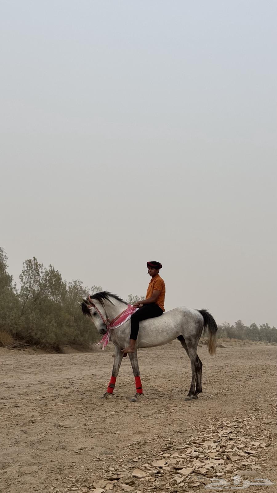 حصان كفو للبيع الحد 350064553454117891112