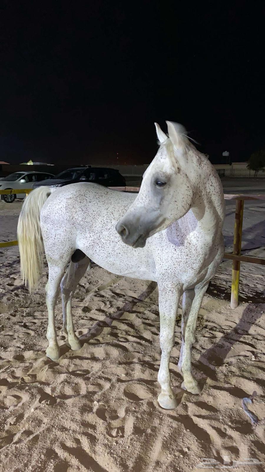 حصان للبيع واهو جاهز لالنقل السوم4000والبع قريب64560965800450114