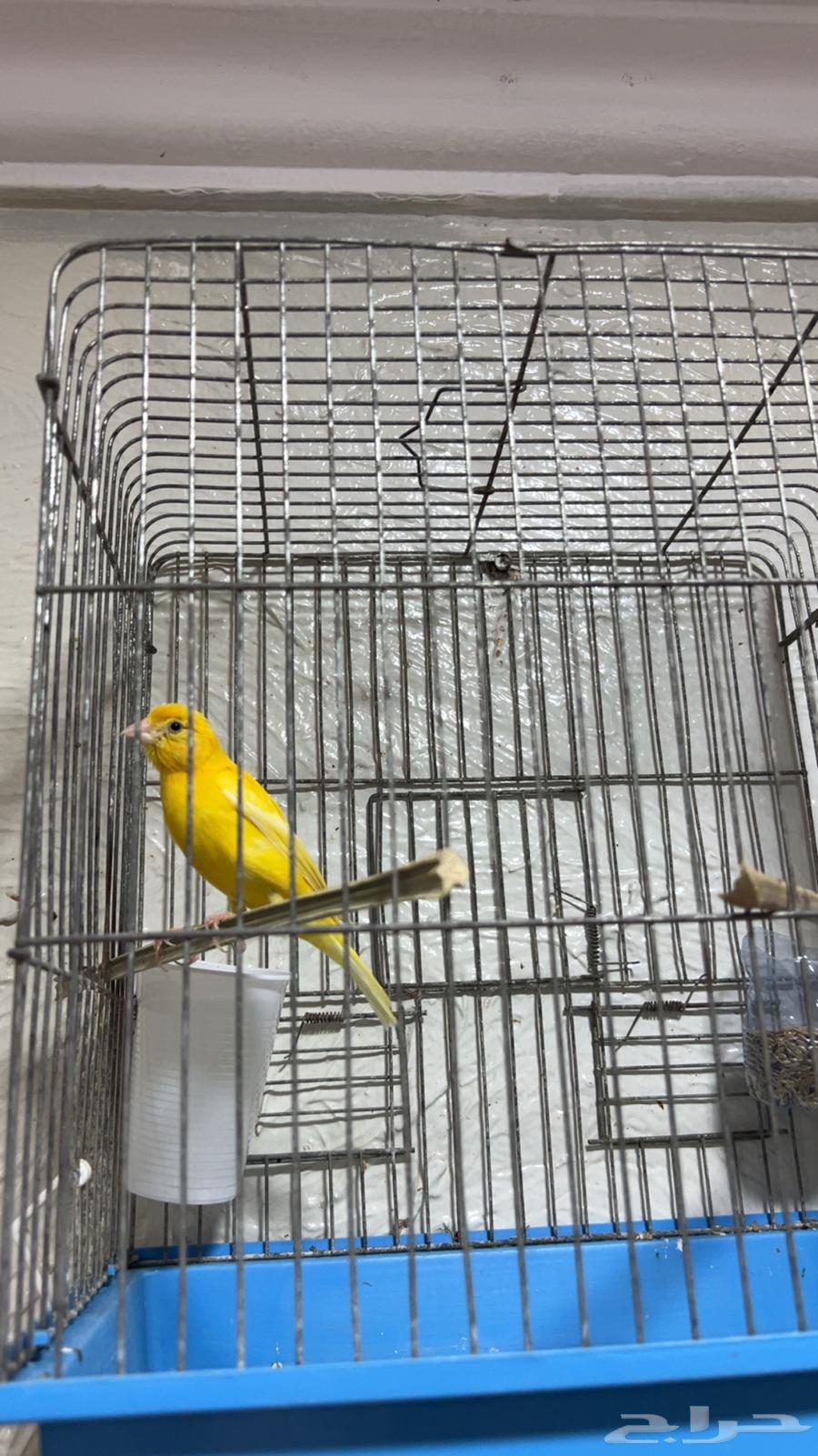 للبيع كناري ذكور تغريد64556651125379110