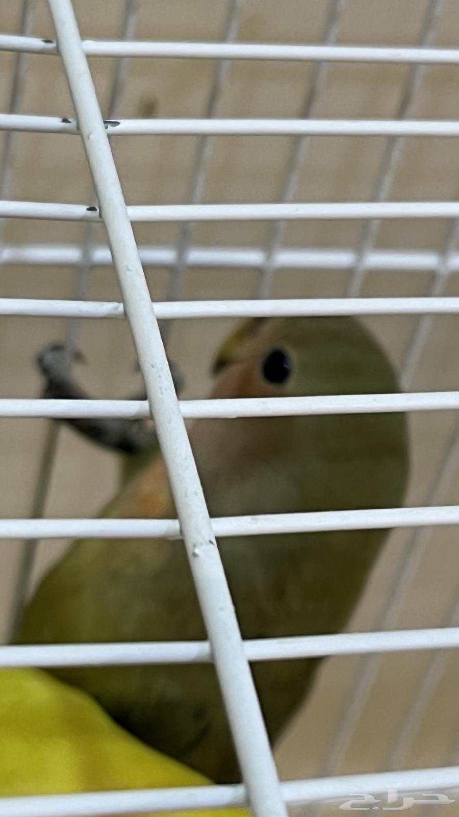 Bird of the Day64561029298947112