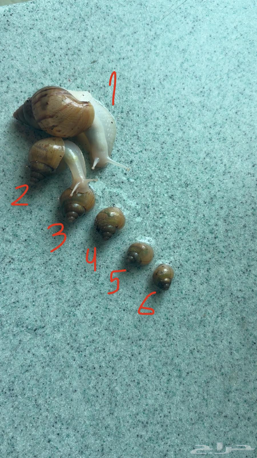 حلزون افريقي64557447373313110